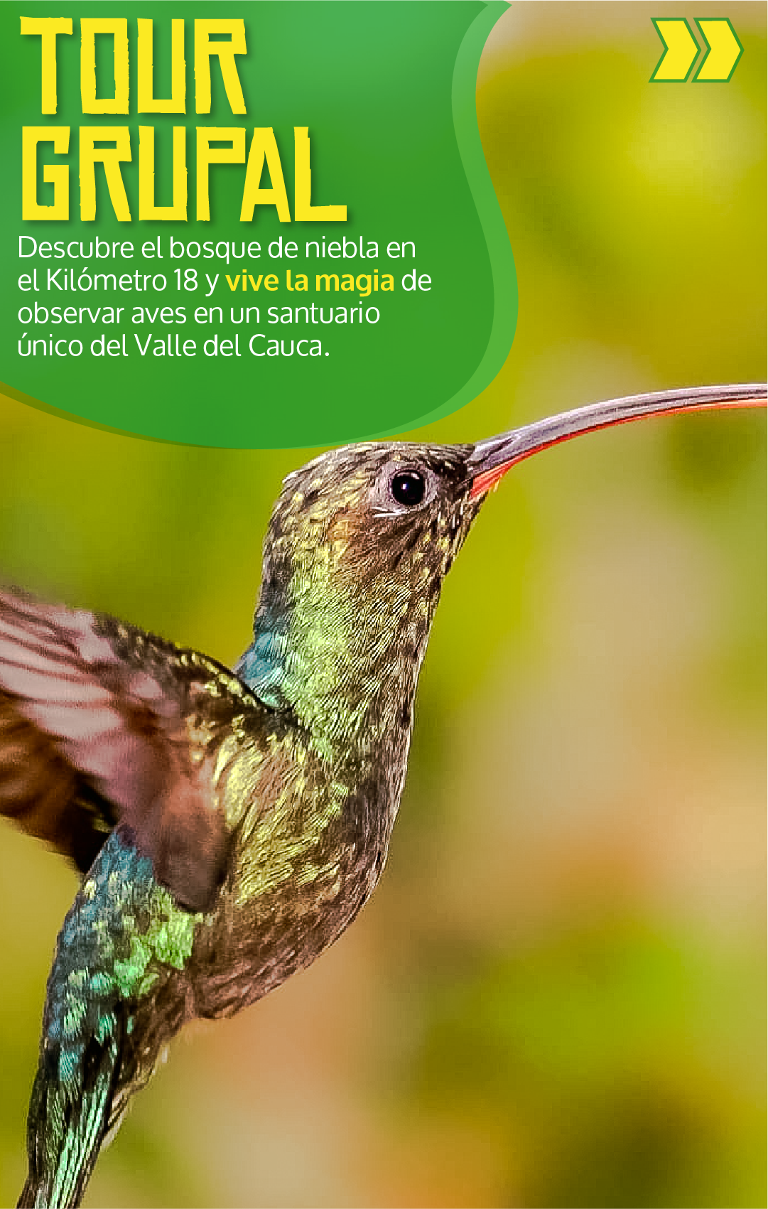 Beyond Colombia Tours | Tour: Birdwatching Tour at KM 18