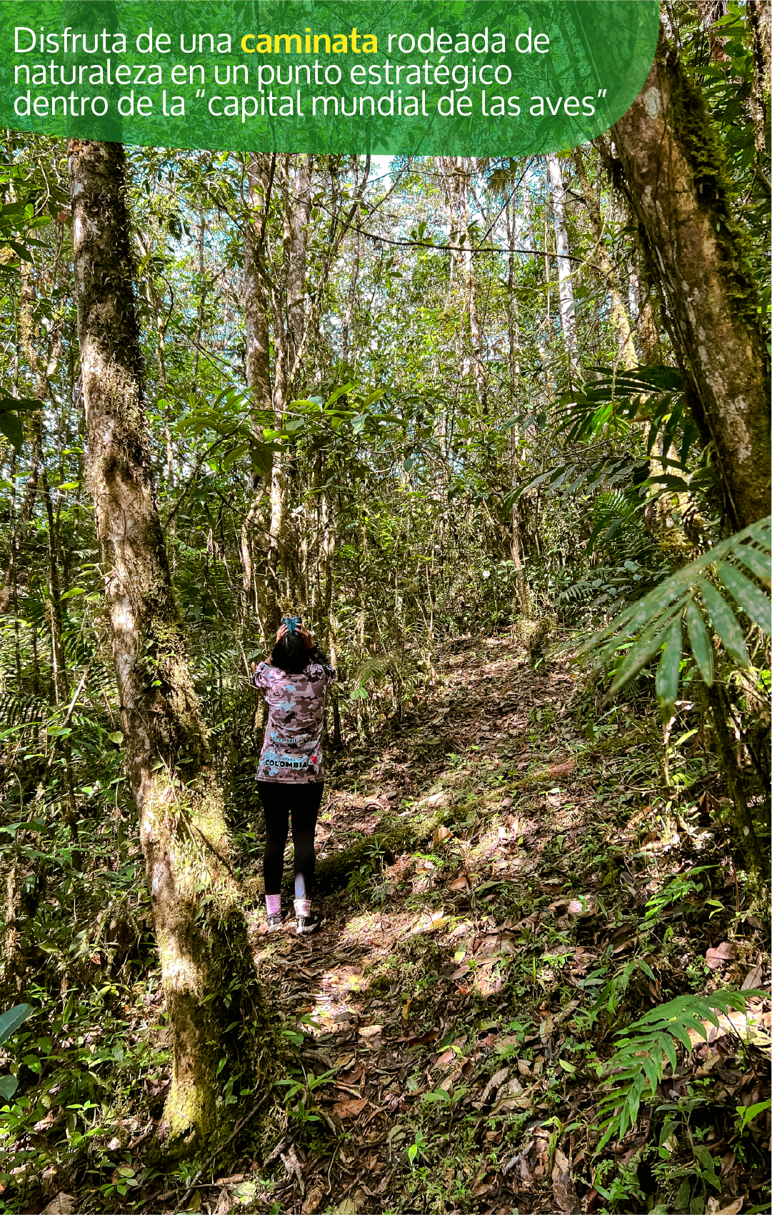 Beyond Colombia Tours | Tour: Birdwatching Tour at KM 18