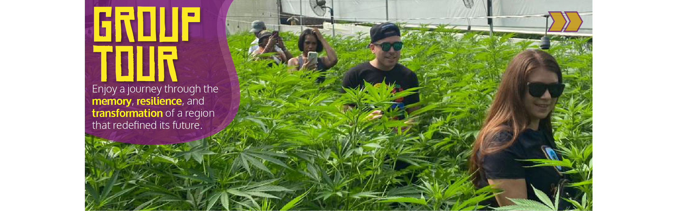 Beyond Colombia Tours | Tour: Medicinal Cannabis Farm Experience