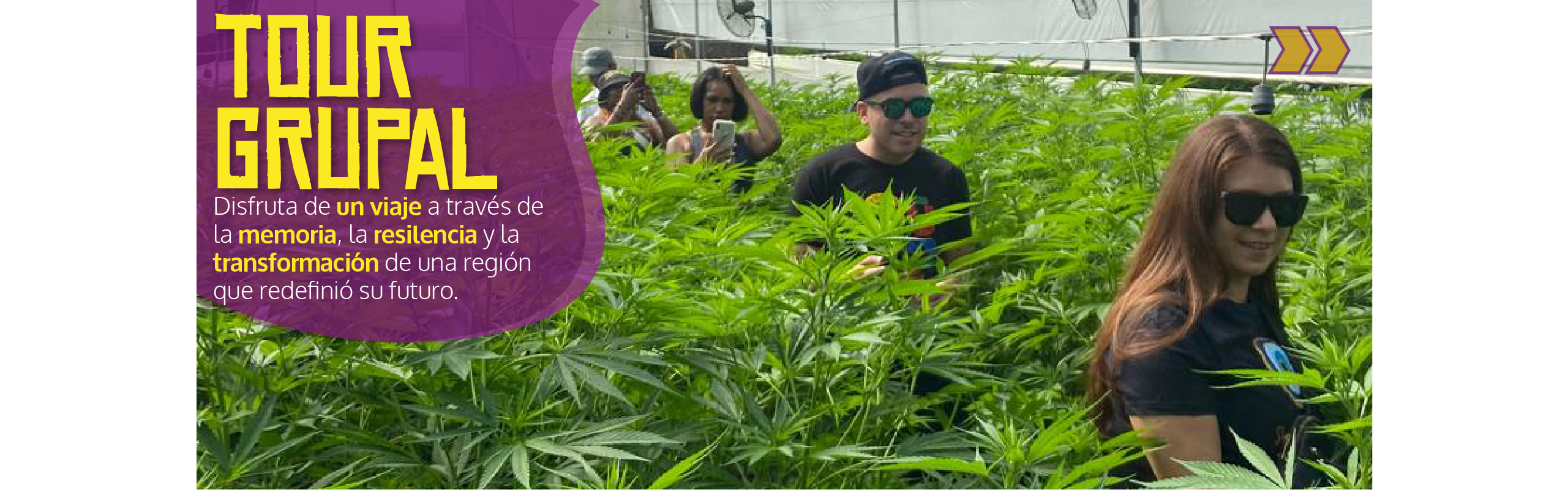 Beyond Colombia Tours | Tour: Experiencia de Finca de Cannabis Medicinal