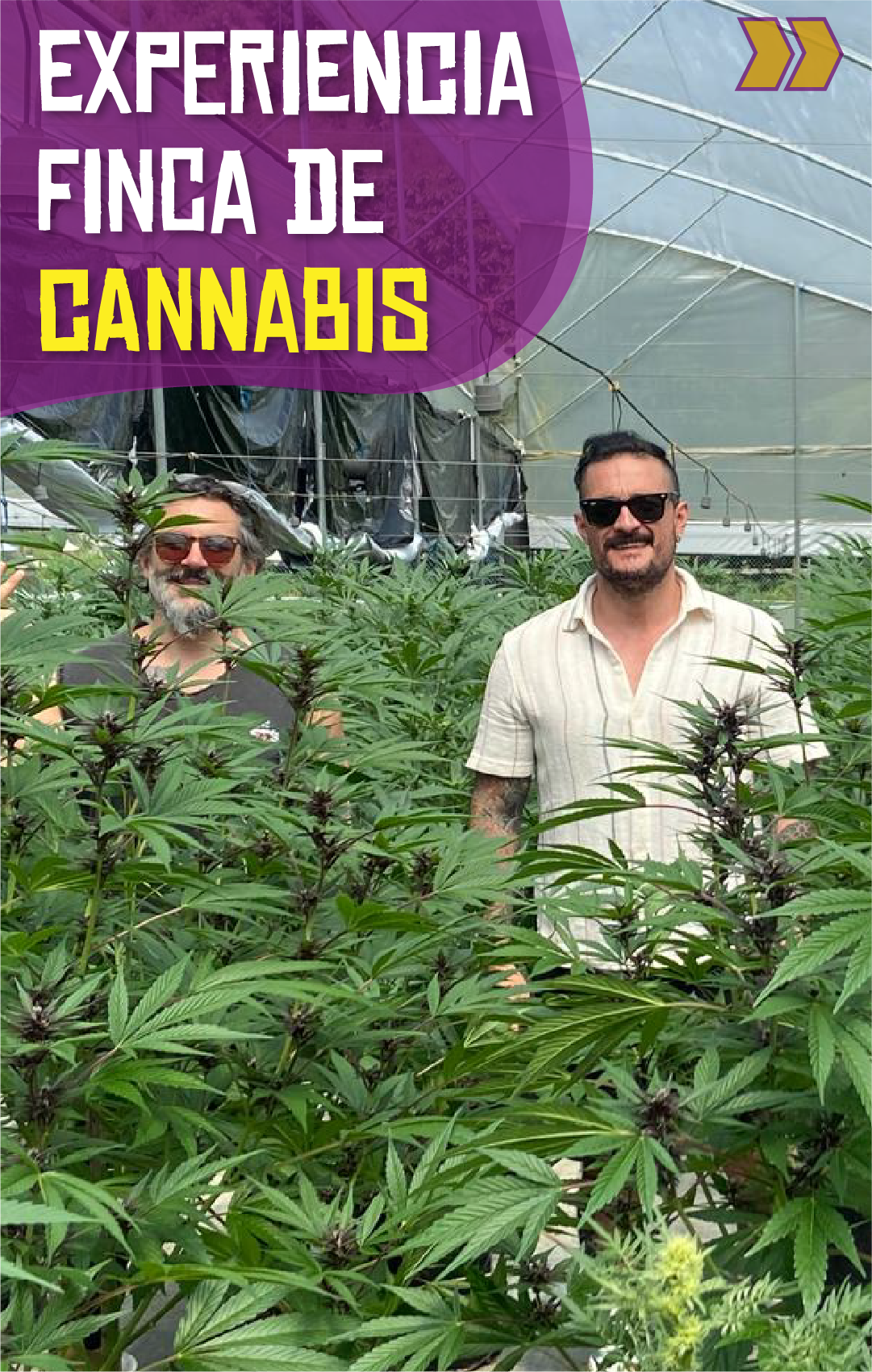 Beyond Colombia Tours | Tour: Medicinal Cannabis Farm Experience