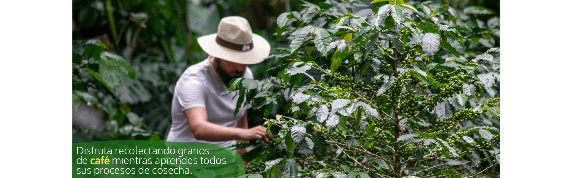 Beyond Colombia Tours | Tour: Experiencia Local de Finca Cafetera