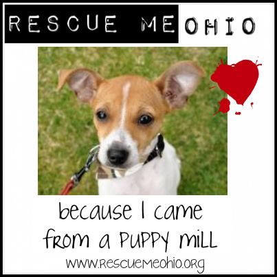 Rescue me dog rescue discount