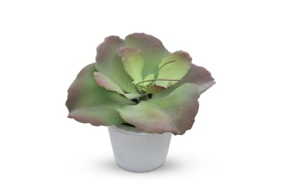 FLAP JACK Succulent in Pot