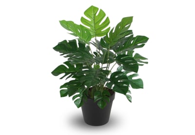 BLOSSOM 45cm Monstera with Pot