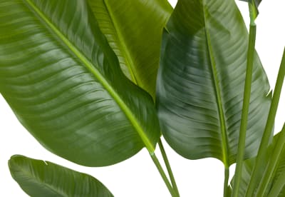 SYLPHA Traveller Palm Faux Floor Plant 150cm