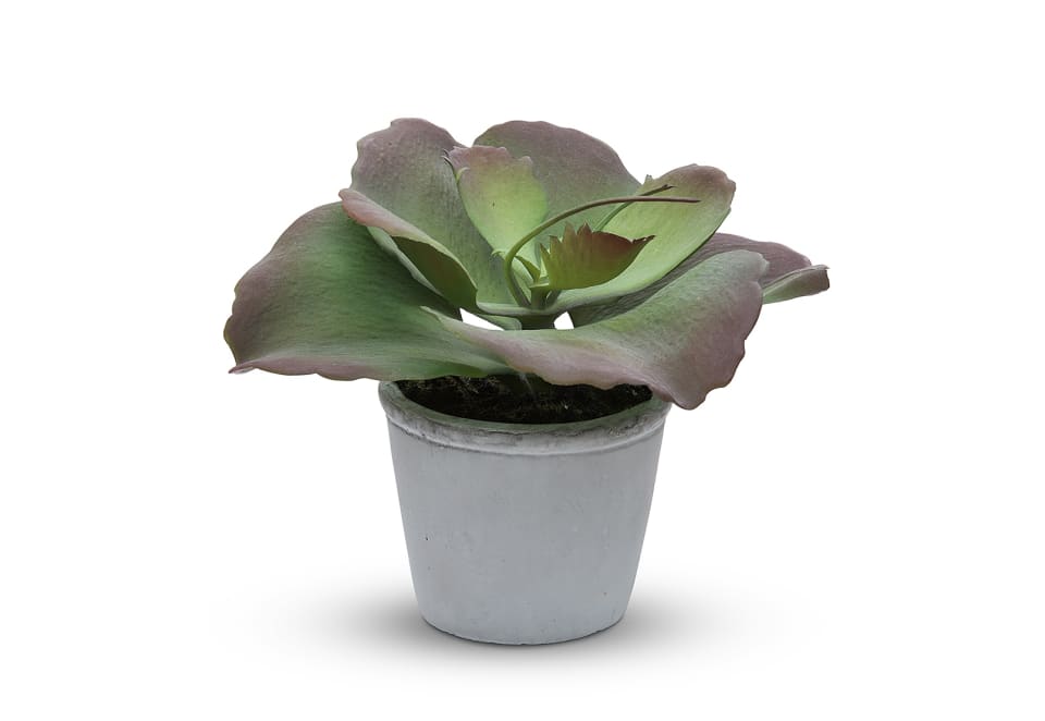 FLAP JACK Succulent in Pot