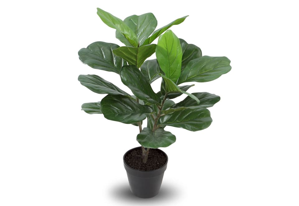 BLOSSOM 75cm Fiddle Leaf Tree with Pot