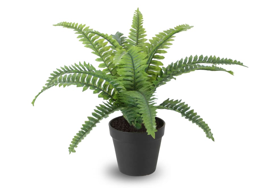 BLOSSOM 40cm Boston Fern with Pot