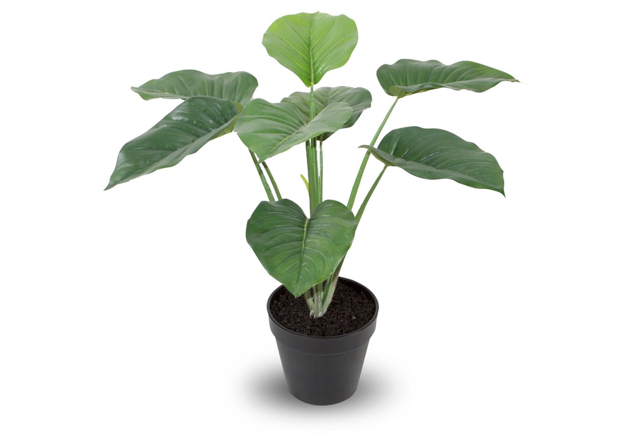 BLOSSOM 60cm Pothos with Pot – image 1 of 2