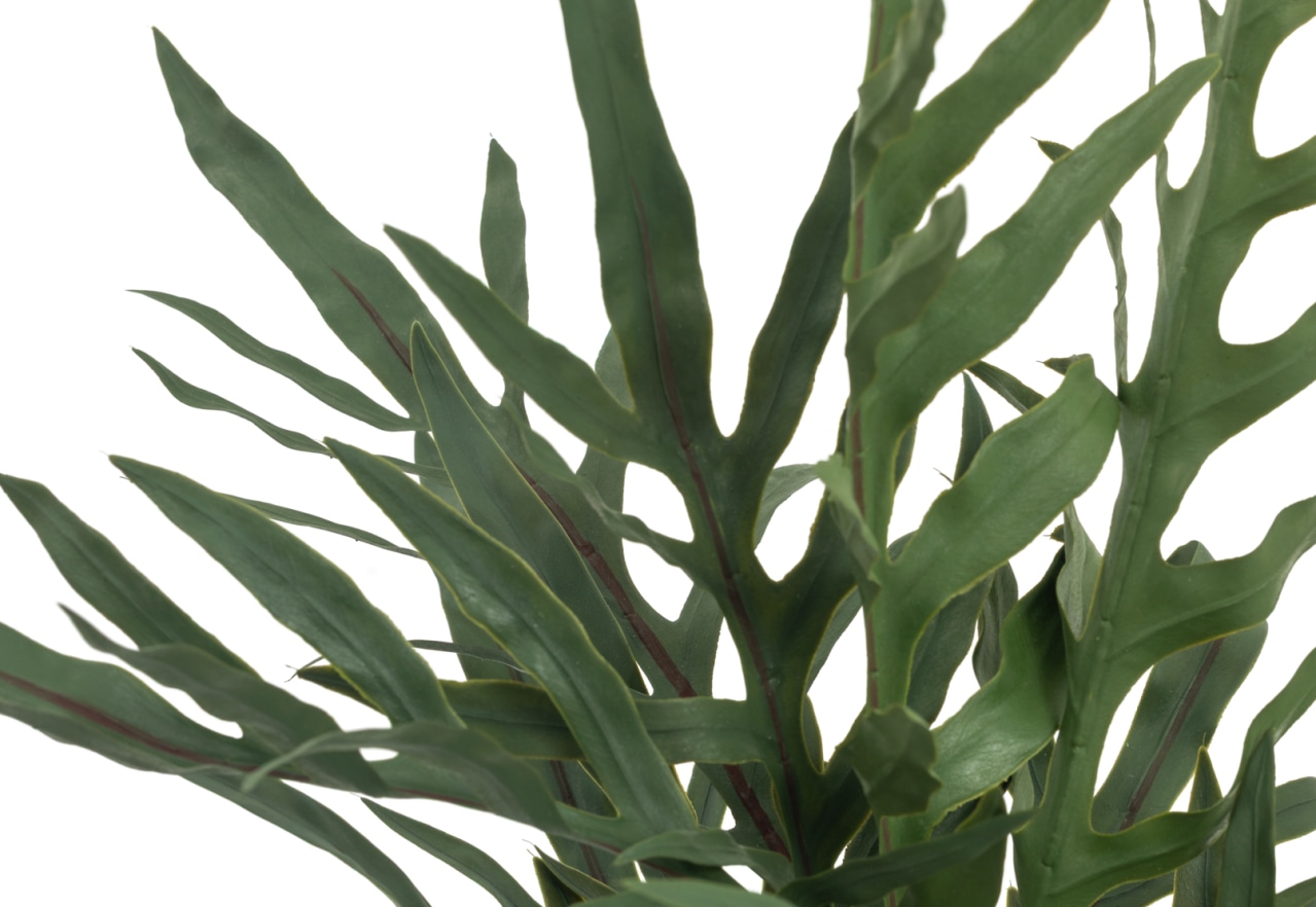 DRAVUE Blue Star Fern Pot – image 3 of 5