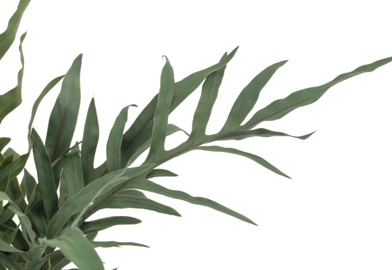 DRAVUE Blue Star Fern Pot – image 4 of 5