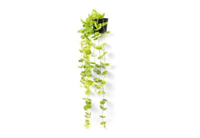 COIN LEAF 90cm Hanging Pot
