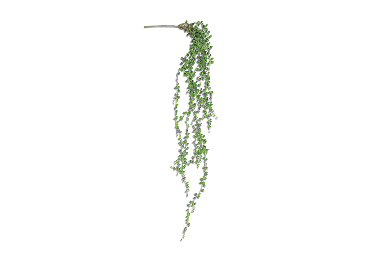 SUCCULENT BEAN LEAF Faux Plant – image 2 of 2