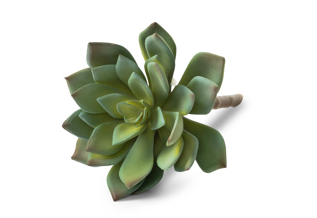 ECHEVERIA RELAR 14cm Stem – image 3 of 3
