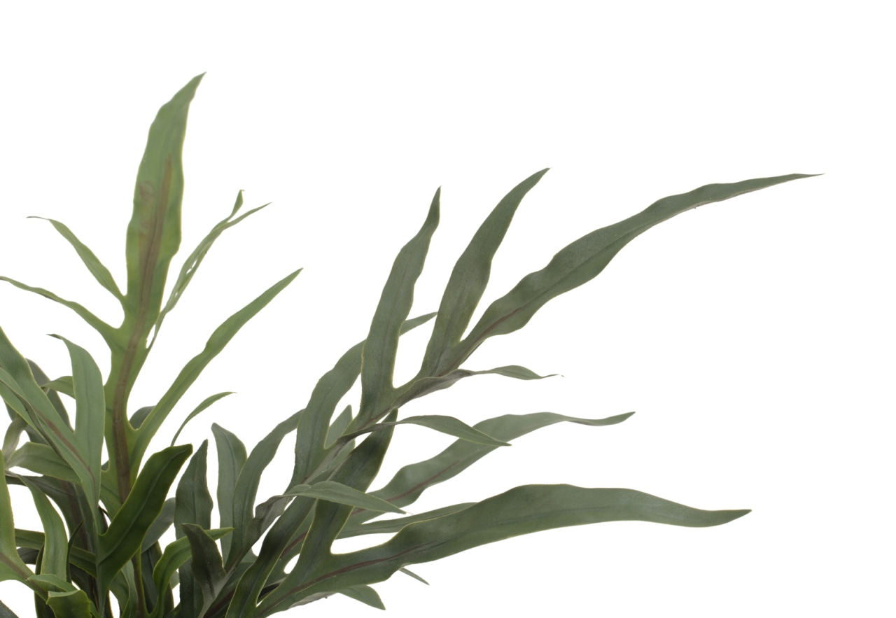 ARTIFICIAL BLUE STAR Fern Pot – image 4 of 4