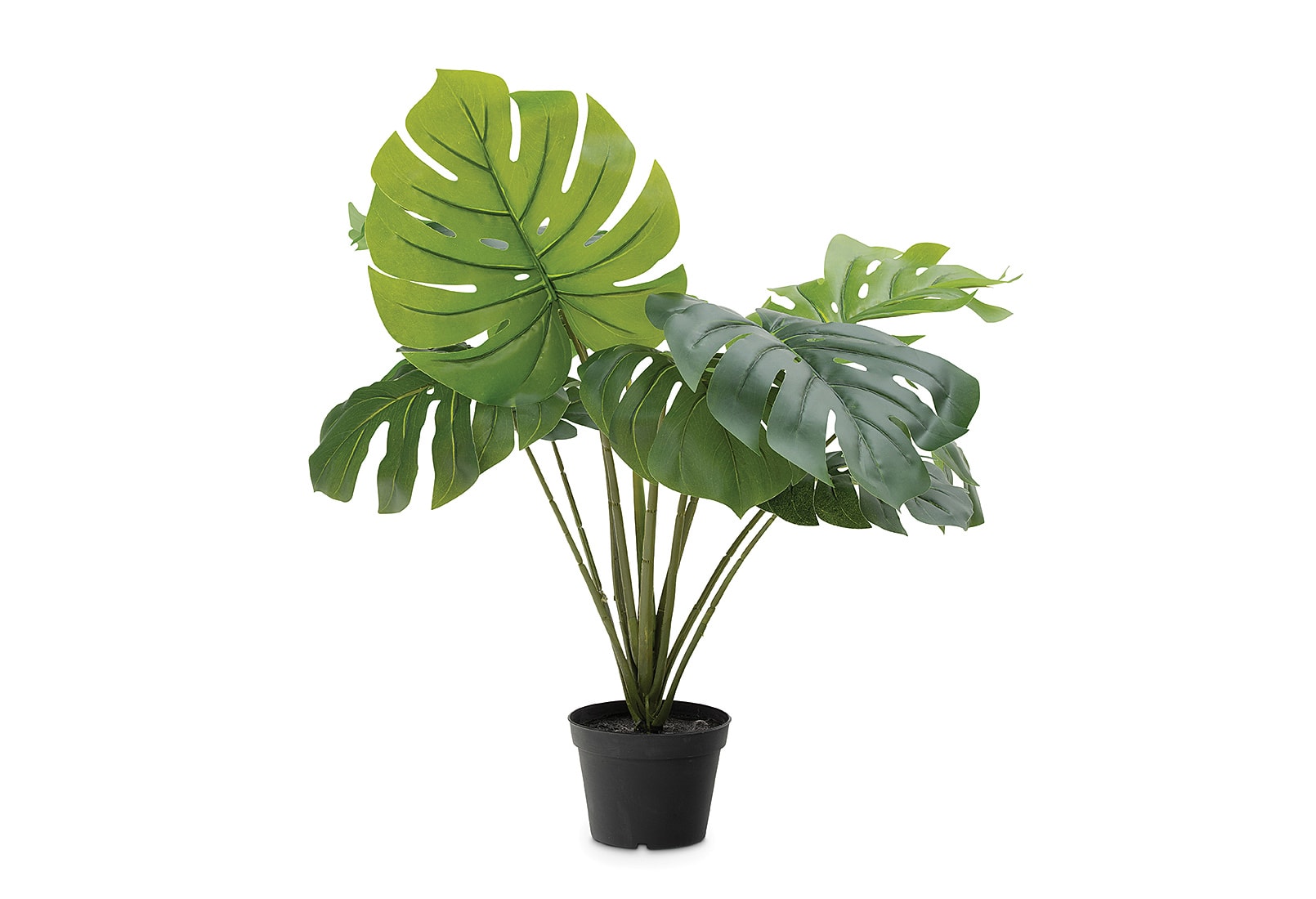 SWISS CHEESE Large Plant – image 1 of 1