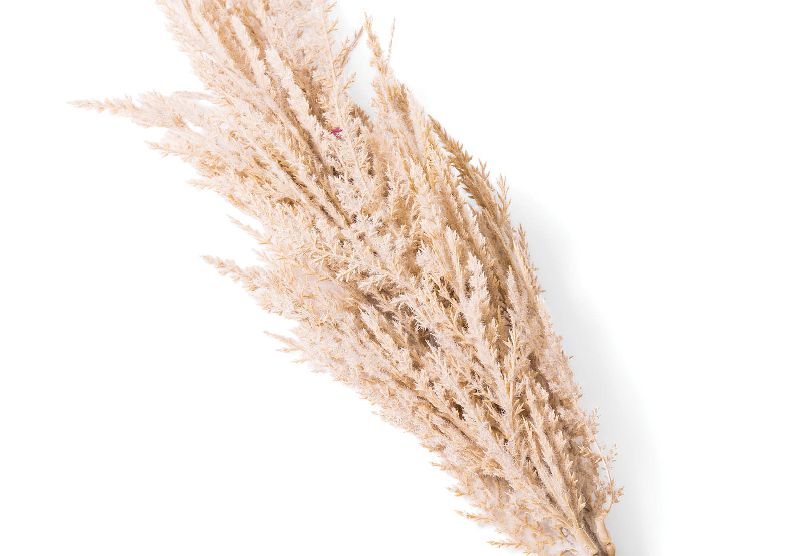 PAMPAS 83cm Stem – image 3 of 3