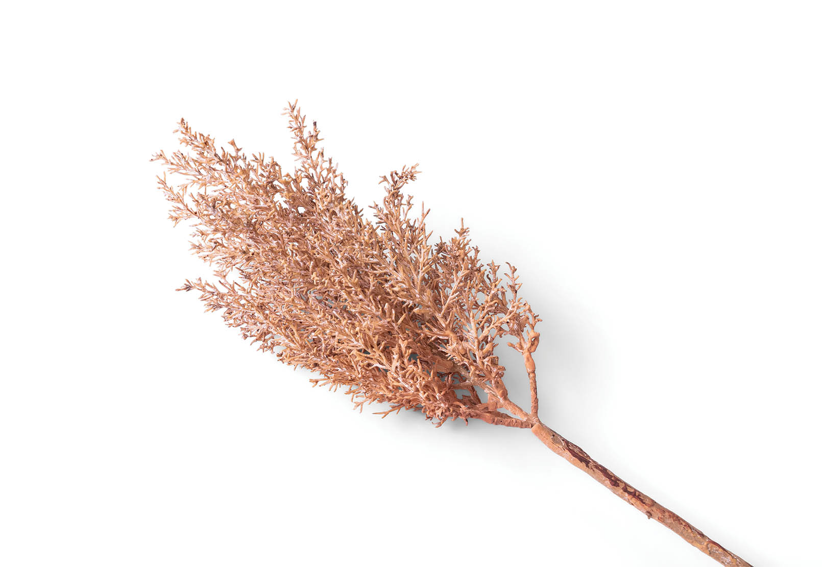 TEA TREE 62cm Stem – image 2 of 3