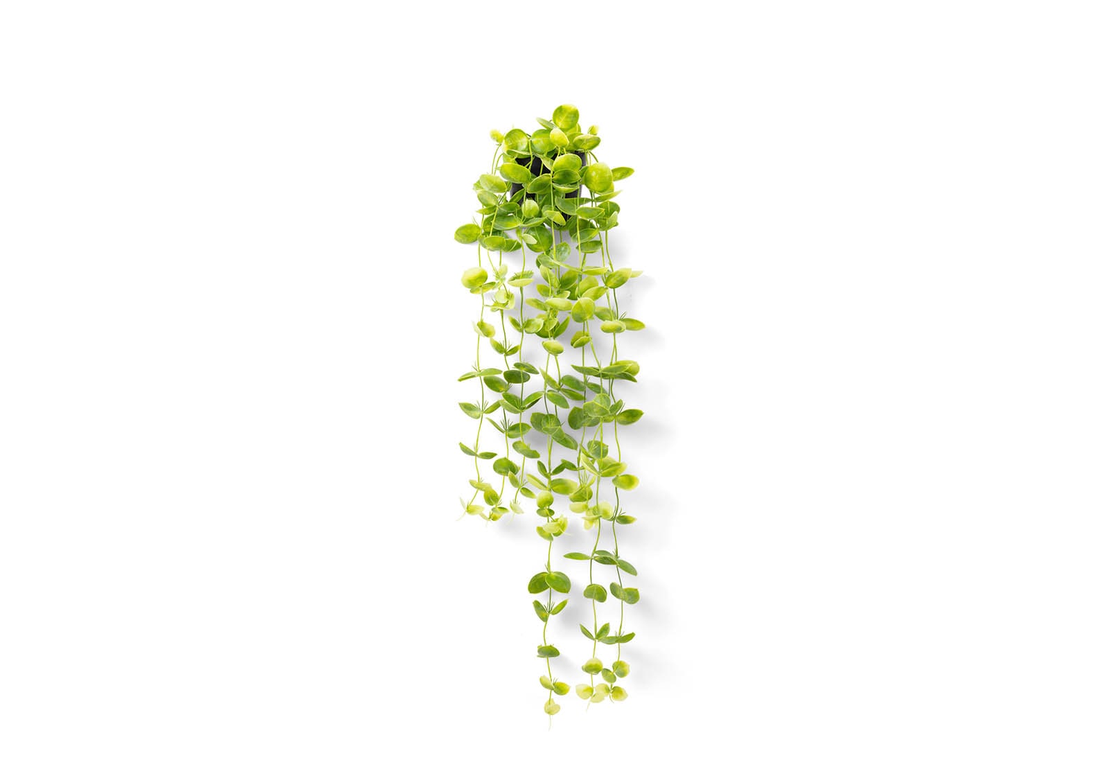 COIN LEAF 90cm Hanging Pot – image 4 of 4