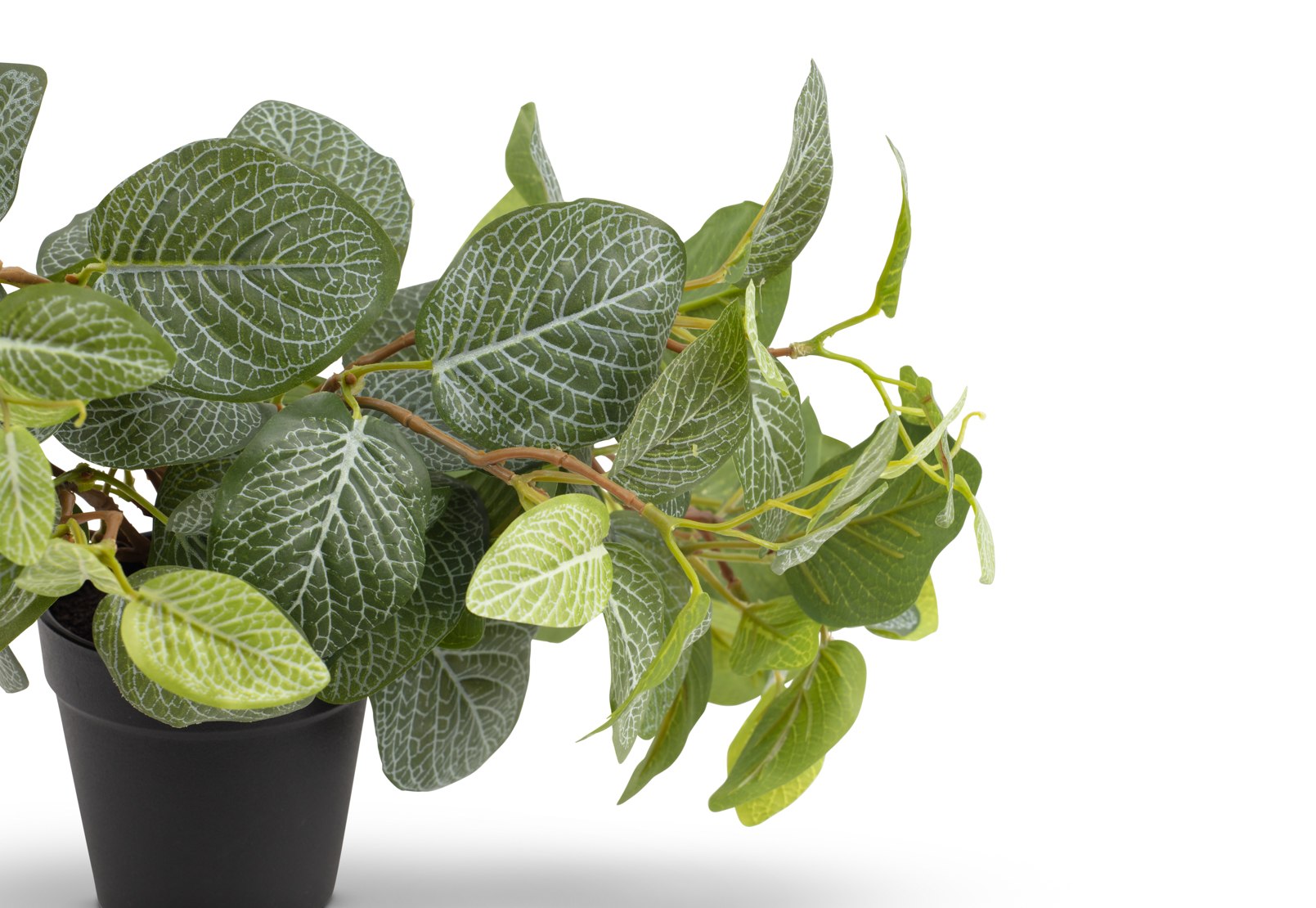 FITTONIA BUSH – image 3 of 3