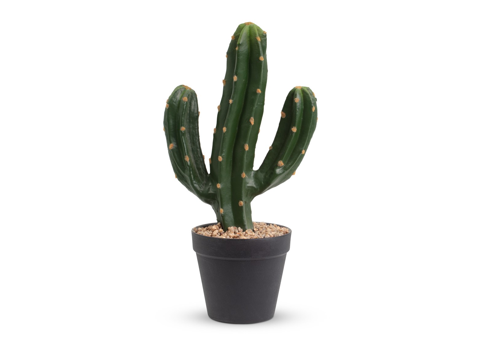 SAGUARO CACTUS – image 1 of 4