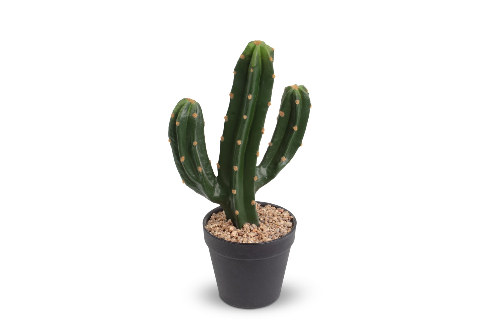 SAGUARO CACTUS – image 2 of 4