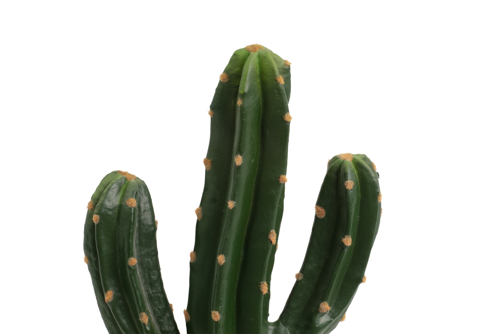 SAGUARO CACTUS – image 4 of 4