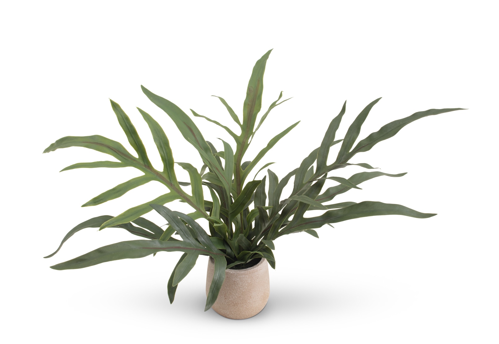 ARTIFICIAL BLUE STAR Fern Pot – image 2 of 4