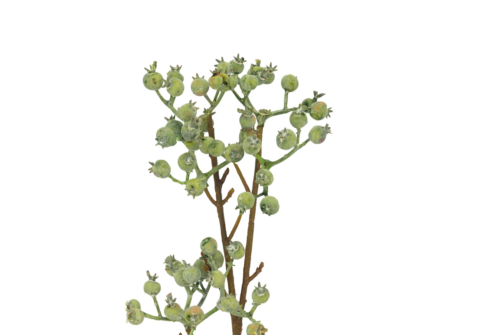 SPINDRA BERRIES SPRAY – image 3 of 3