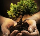 hands with soil and tree