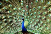 peacock image