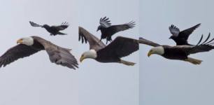 crow on eagles back