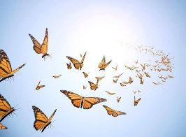 butterfly image