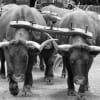 a pair of yoked bullock https://commons.wikimedia.org/wiki/File:Bullock_yokes.jpg
