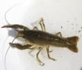 crawdad crawdad