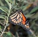 monarch butterfly