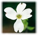 Dogwood-Tree-Flower
