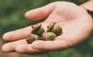 4 acorns in open hand from Unsplash