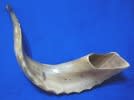 Square Shofar image