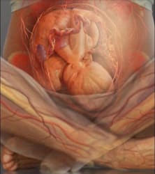 baby in womb image