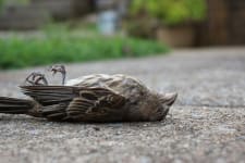 dead bird image