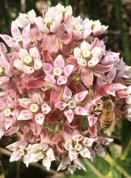 flower and bee image by author