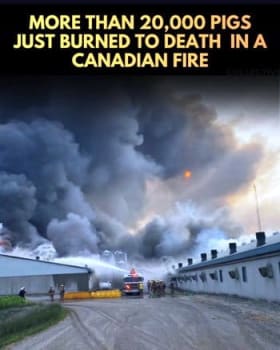 News Screen Capture of 20K pigs died in Canada