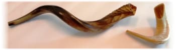 Shofars- Antelope and Rarm's Horn