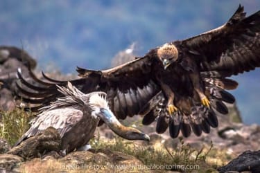 eagle and vulture image