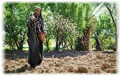 seed scattering image