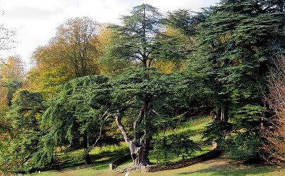 Steve Daniels / Cedar of Lebanon tree by the Great Lake