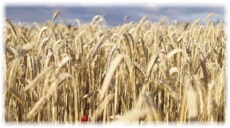 image of wheat from pixabay.com supplied by author