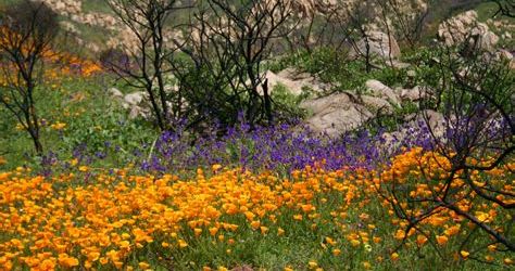 copyright agrowingpassion.com